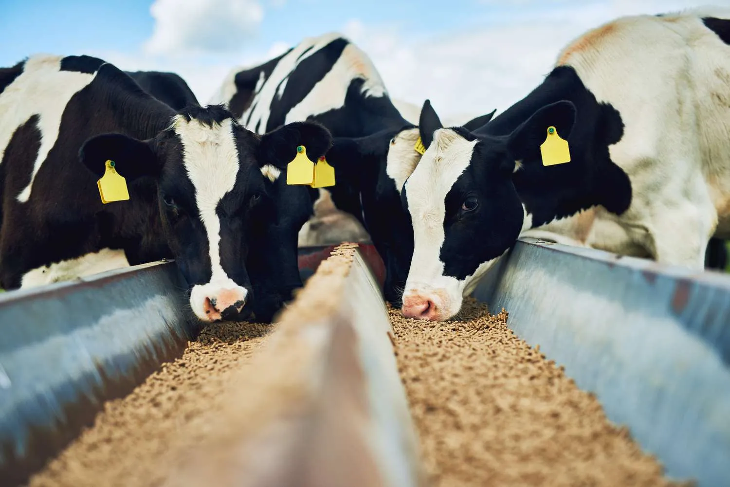 Cattle at a trough on an Athian partner farm